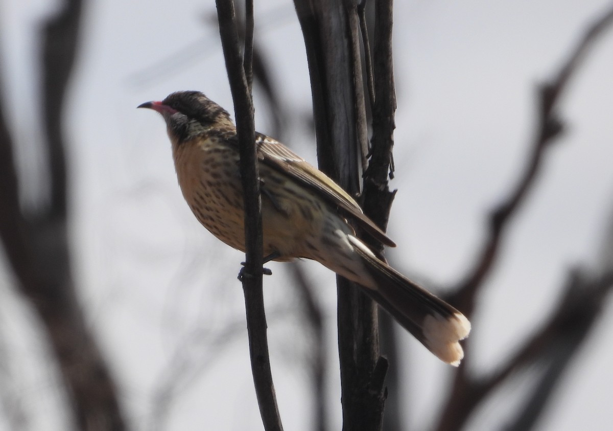 Spiny-cheeked Honeyeater - ML642846133