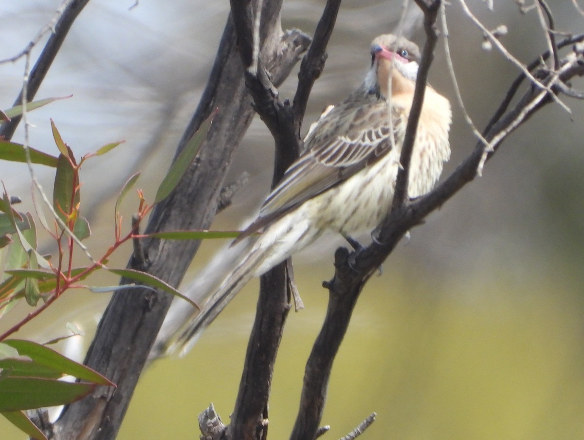 Spiny-cheeked Honeyeater - ML642846134