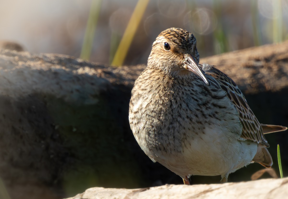 Pectoral Sandpiper - ML642846146