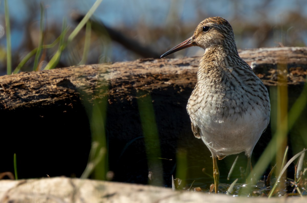 Pectoral Sandpiper - ML642846149