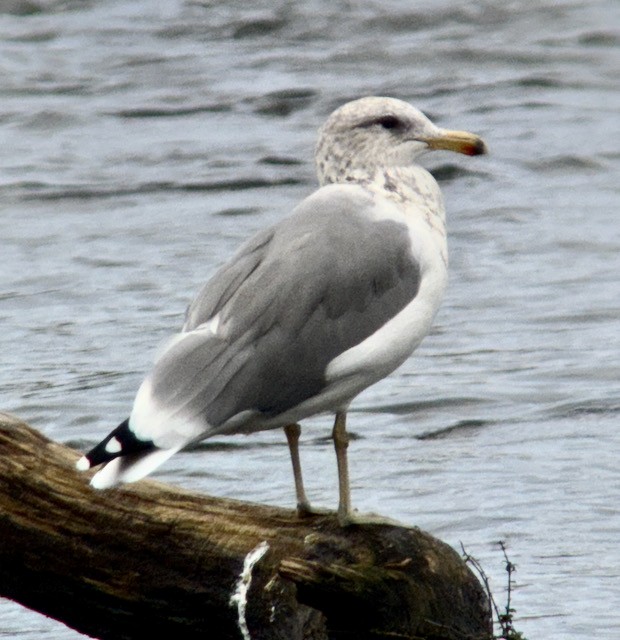 California Gull - ML642846174