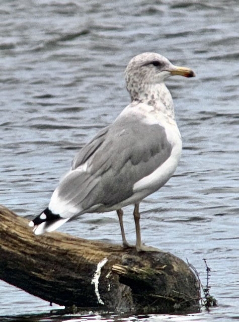 California Gull - ML642846175