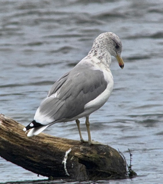 California Gull - ML642846176