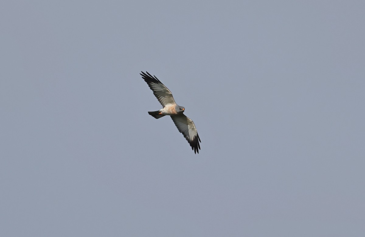 Chinese Sparrowhawk - ML642846183