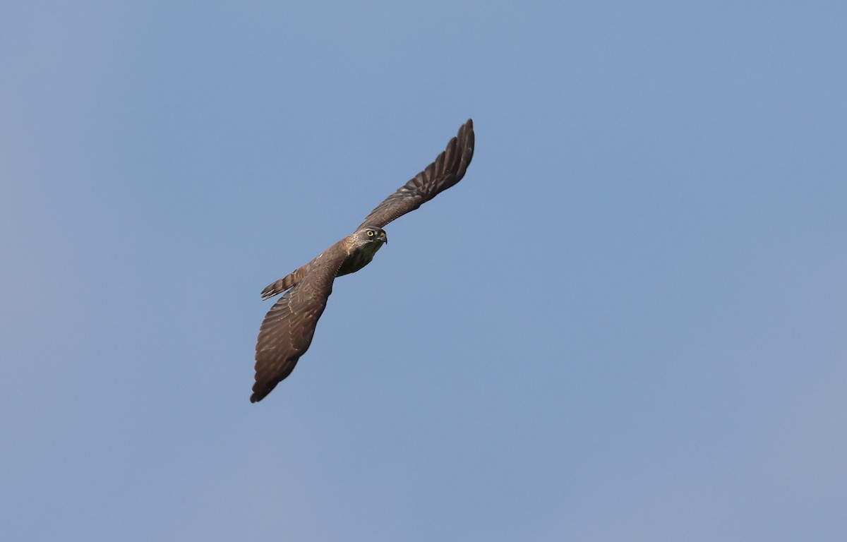 Chinese Sparrowhawk - ML642846184