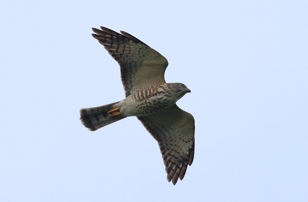 Chinese Sparrowhawk - ML642846185
