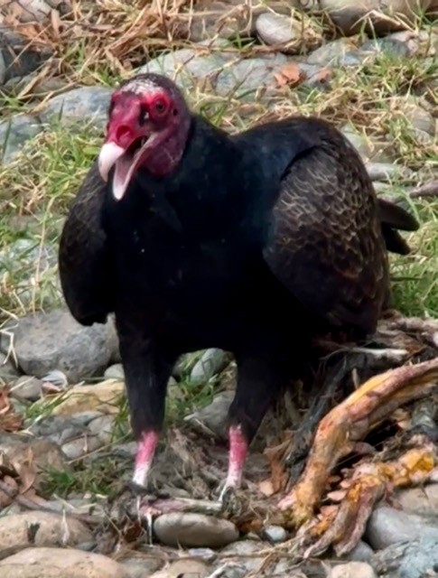 Turkey Vulture - ML642846187