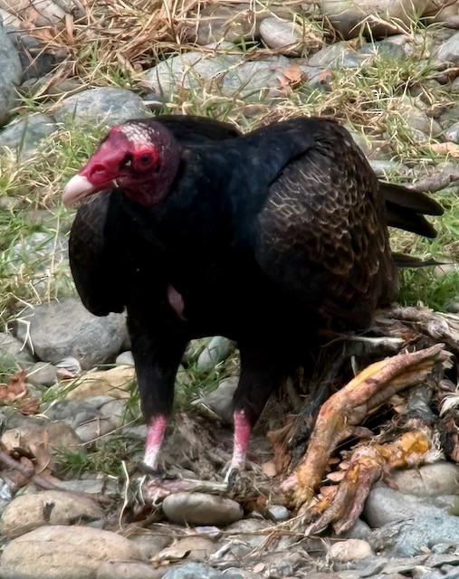 Turkey Vulture - ML642846188