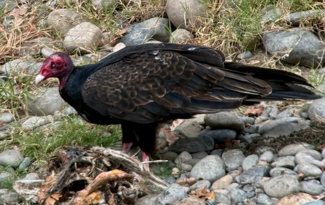 Turkey Vulture - ML642846189