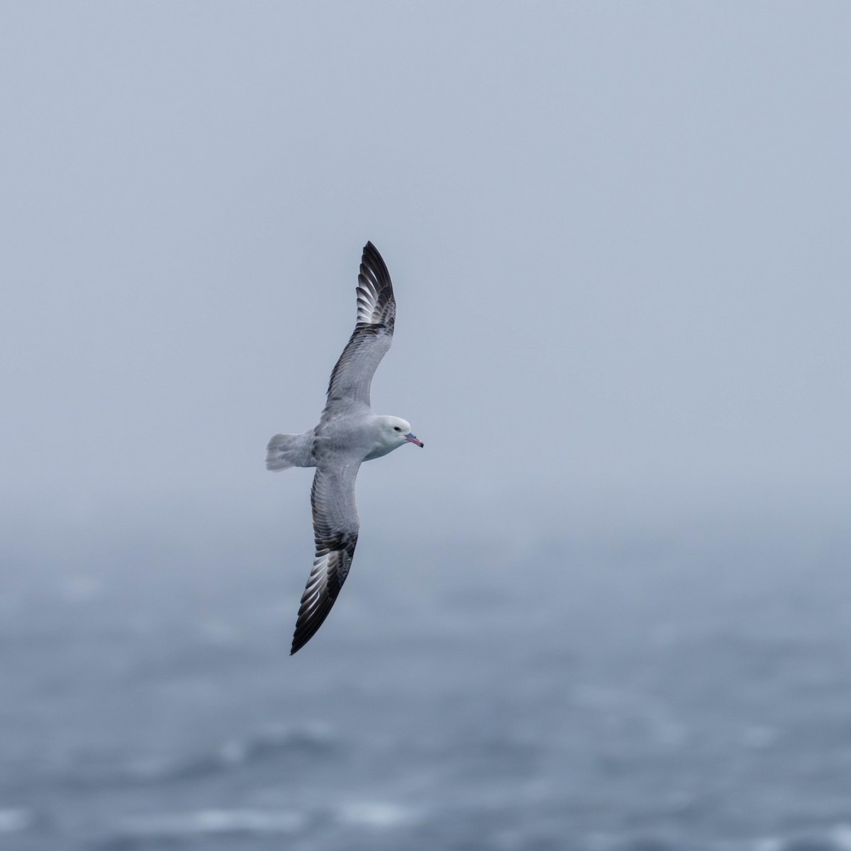 Southern Fulmar - ML642846193
