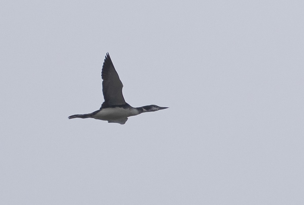 Common Loon - ML642846194