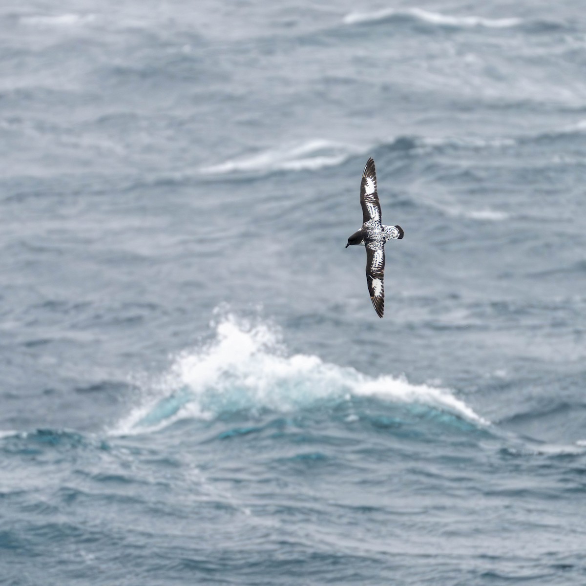 Petrel pintoa - ML642846198