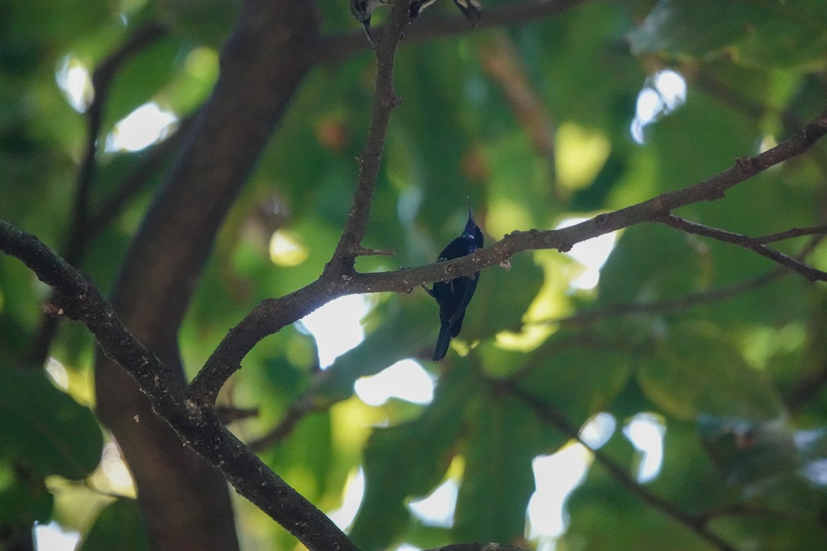 Suimanga Negro - ML642846201