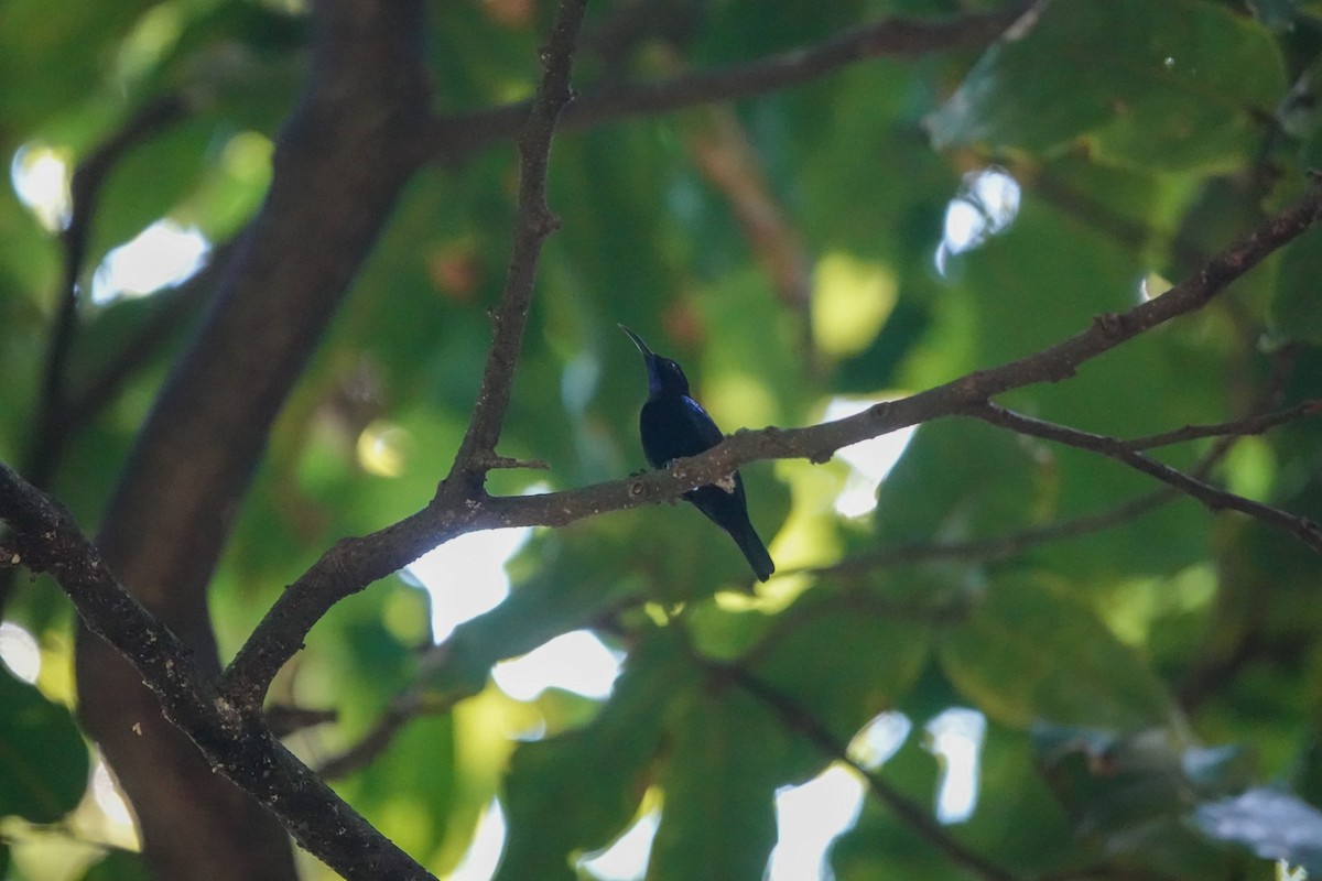 Suimanga Negro - ML642846202