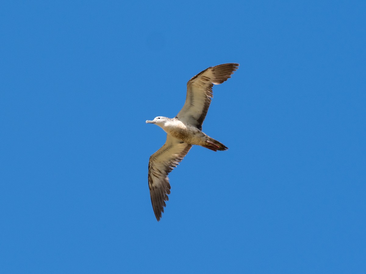 Puffin leucomèle - ML642846214