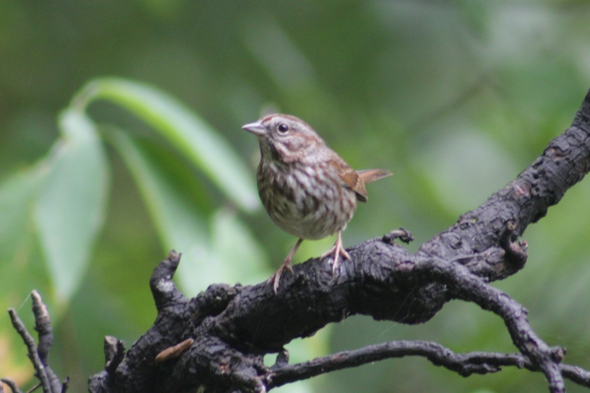 Song Sparrow - ML642846216