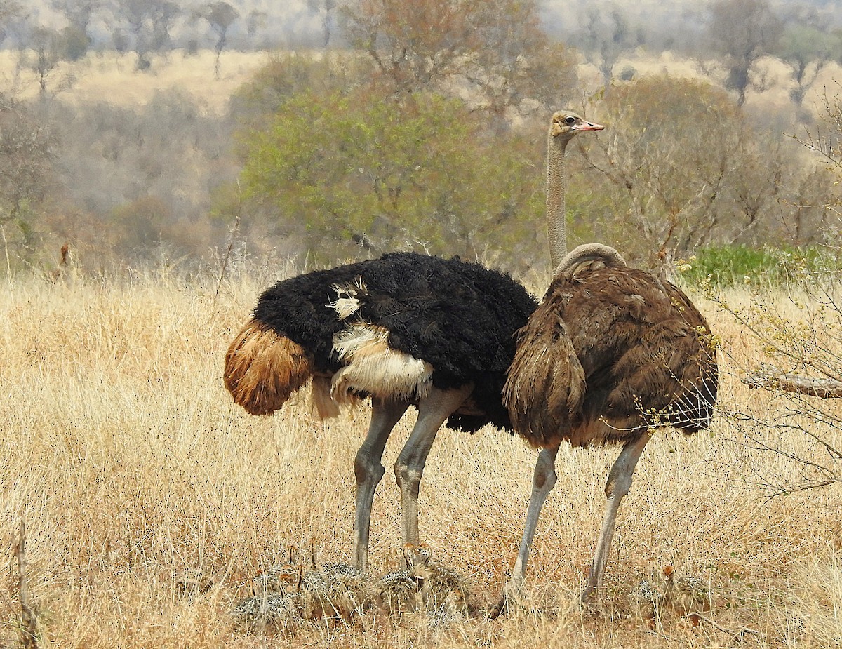 Common Ostrich - ML642846229