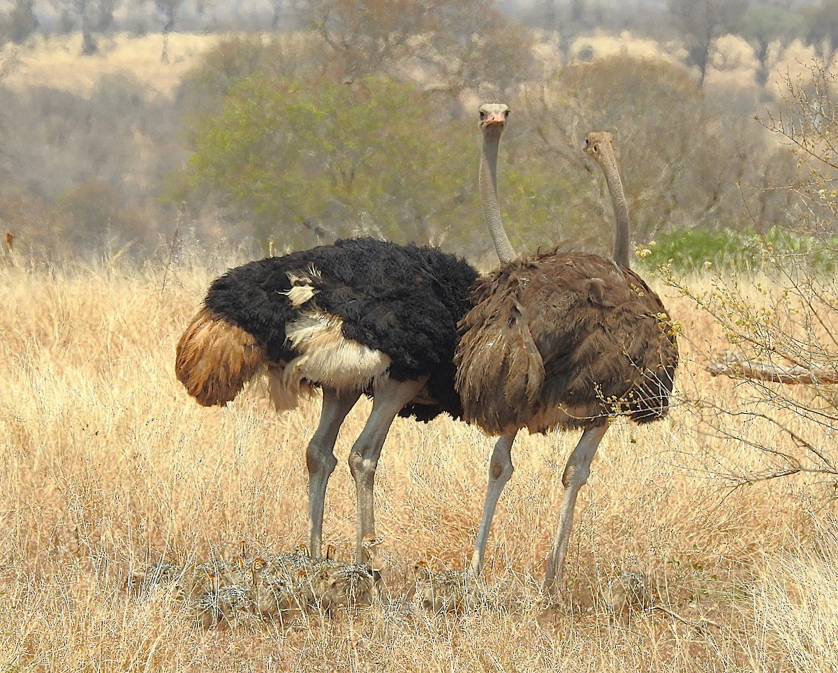 Common Ostrich - ML642846230