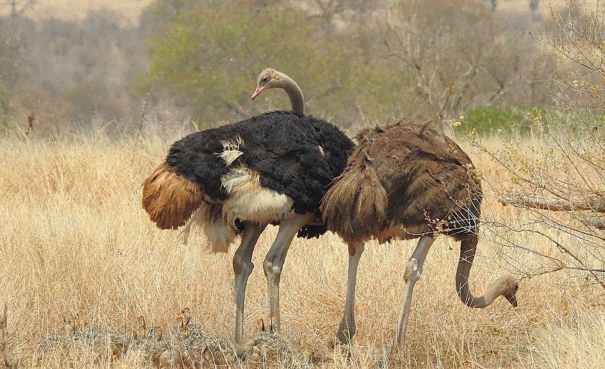 Common Ostrich - ML642846231