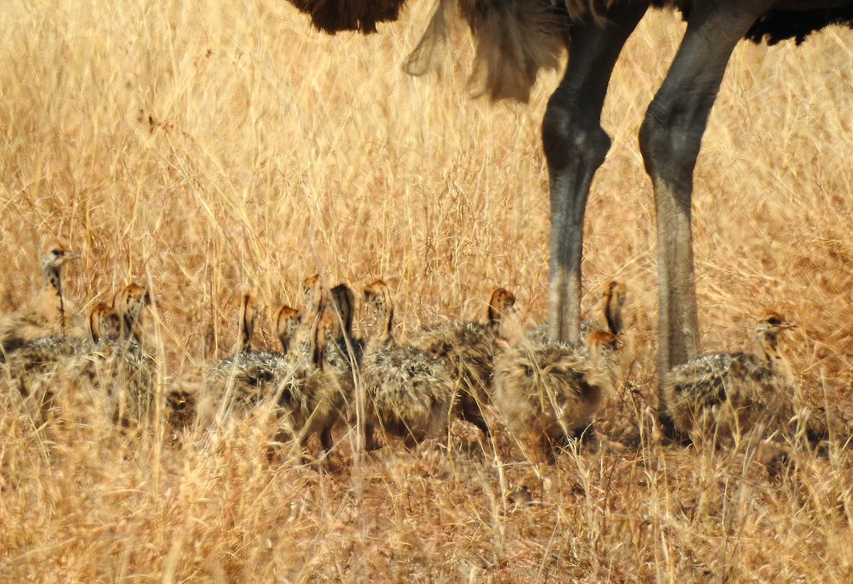 Common Ostrich - ML642846232