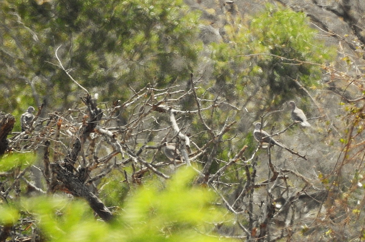 Ring-necked Dove - ML642846247