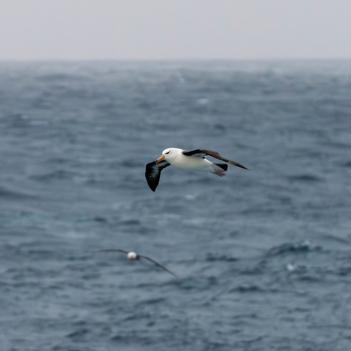 Albatros bekainduna - ML642846248