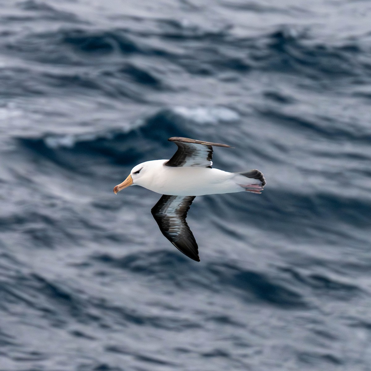 Albatros bekainduna - ML642846249