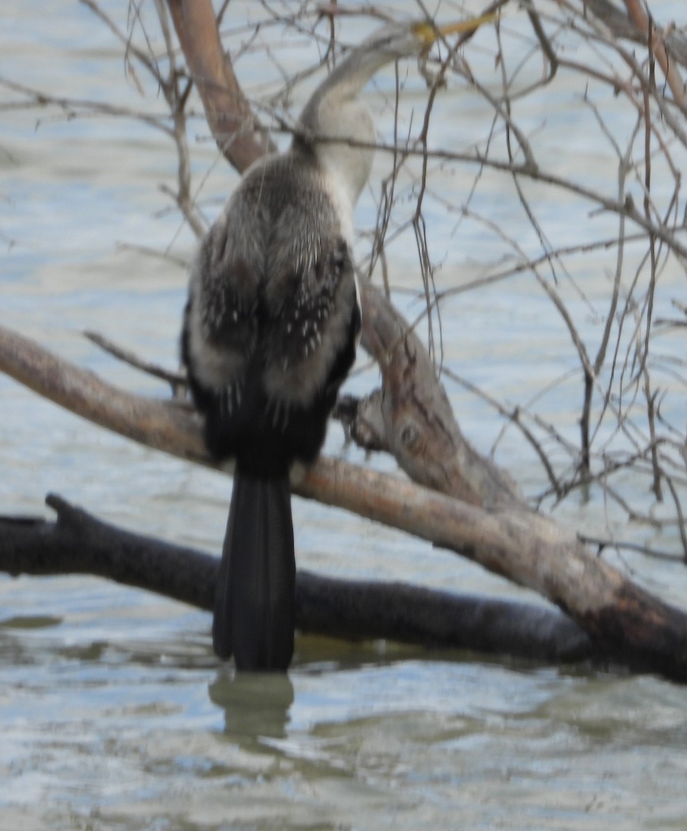 Anhinga Australiana - ML642846250