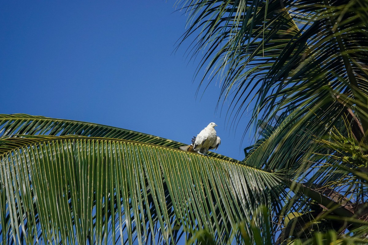 Torresian Imperial-Pigeon - ML642846254