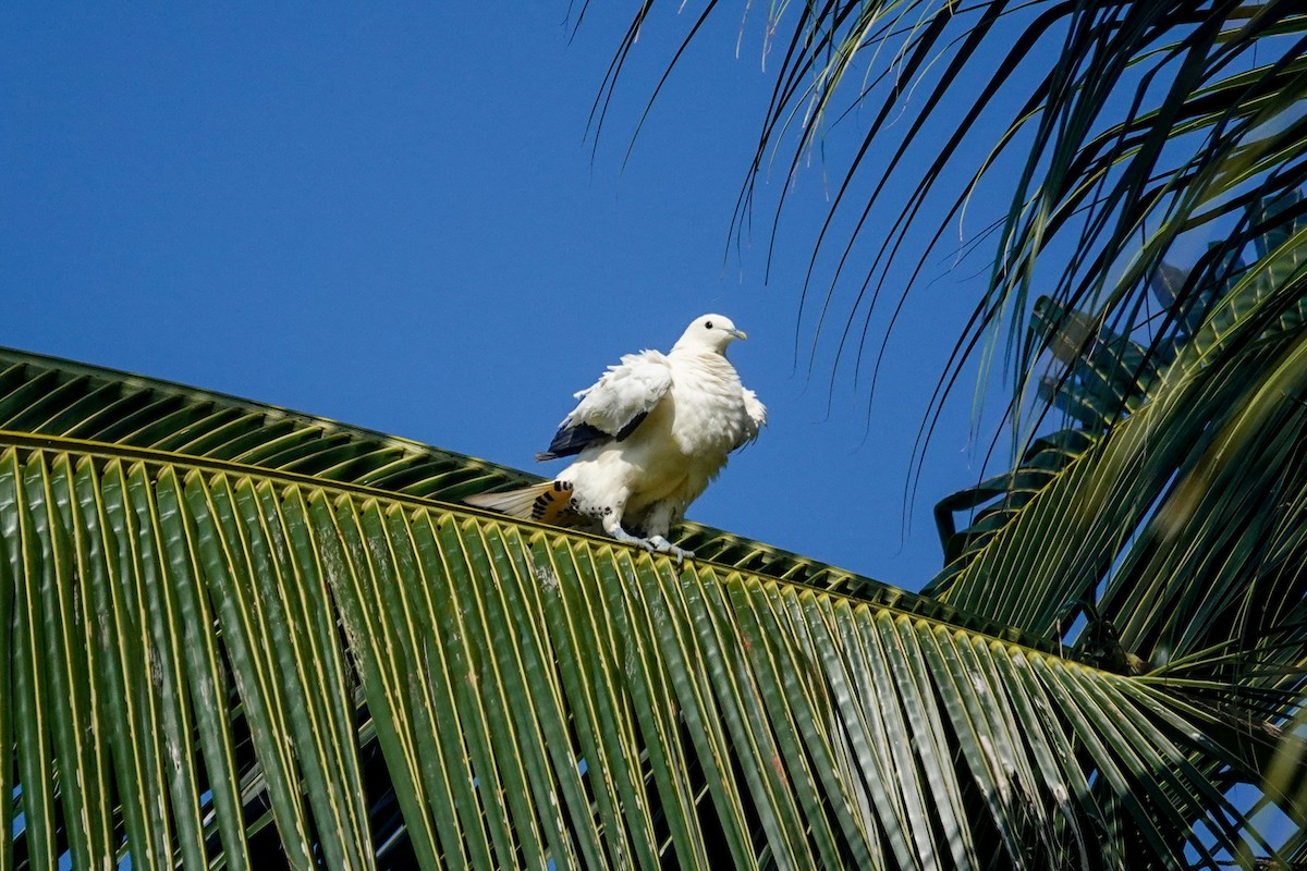 Torresian Imperial-Pigeon - ML642846255