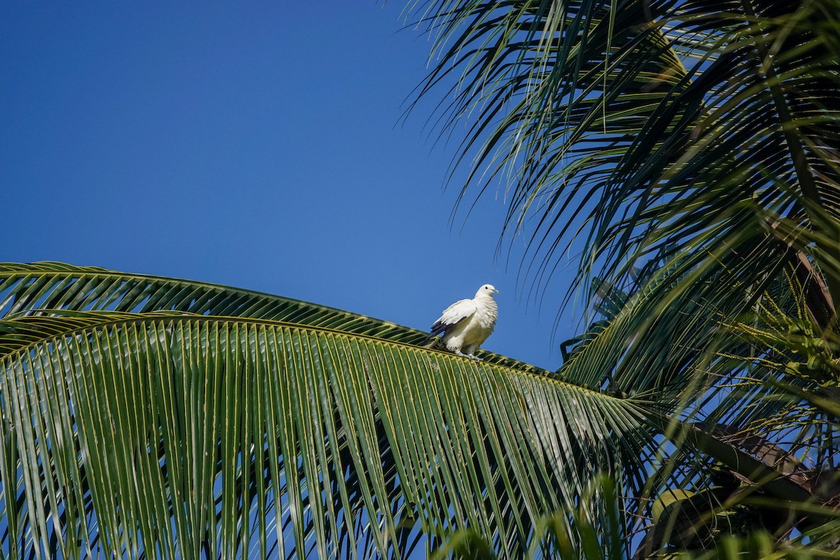 Torresian Imperial-Pigeon - ML642846256