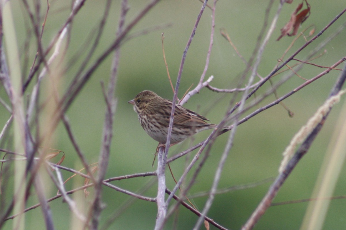 Savannah Sparrow - ML642846265