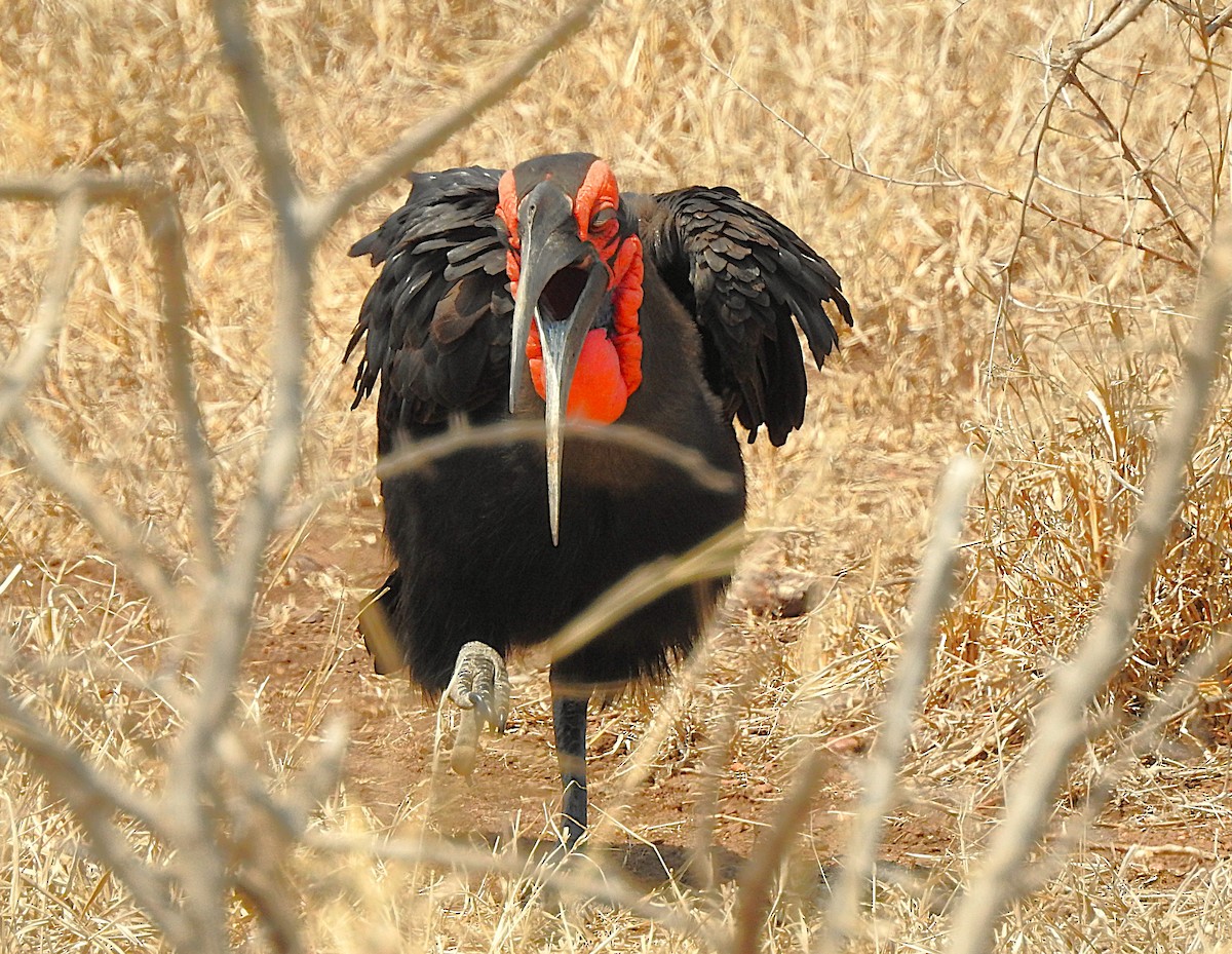 Southern Ground-Hornbill - ML642846275