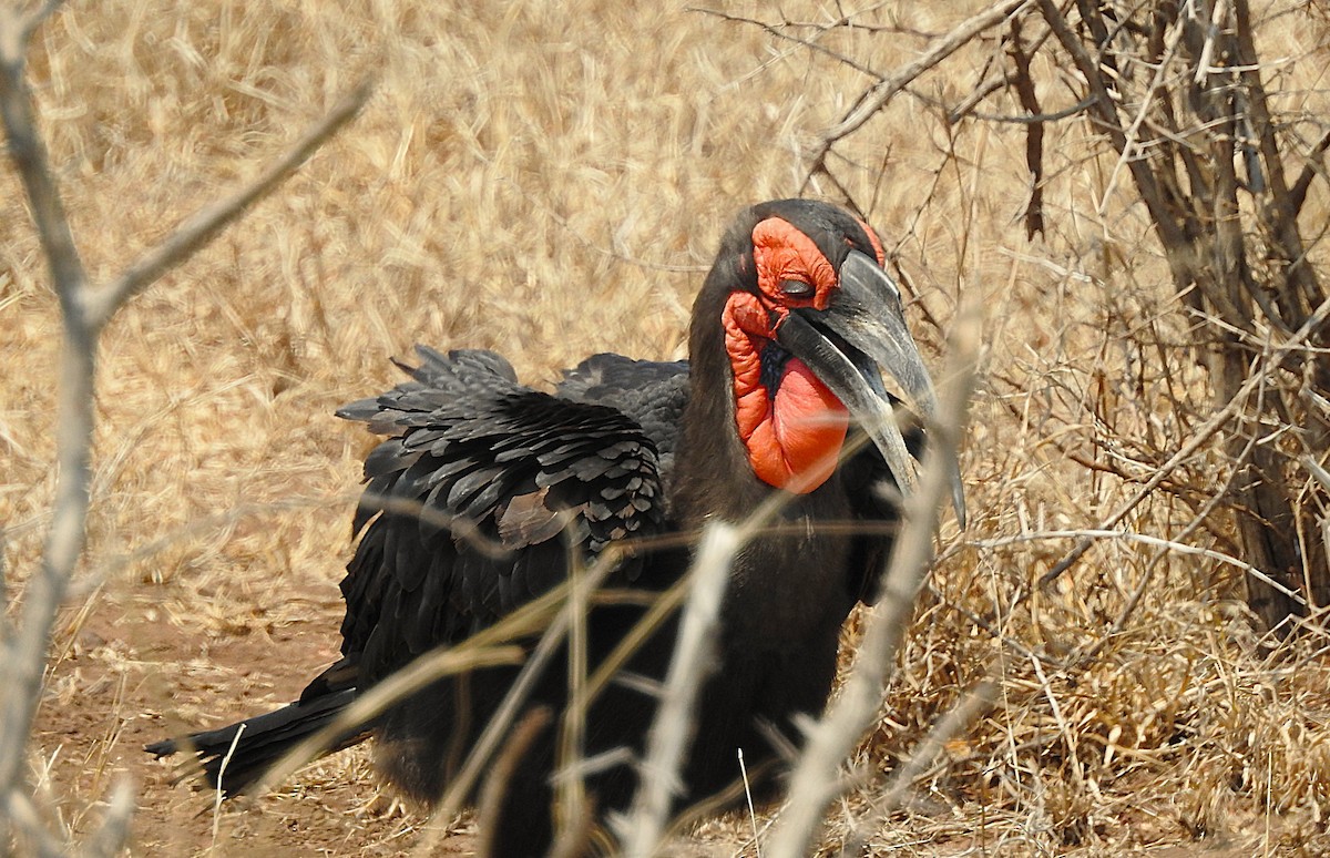 Southern Ground-Hornbill - ML642846276