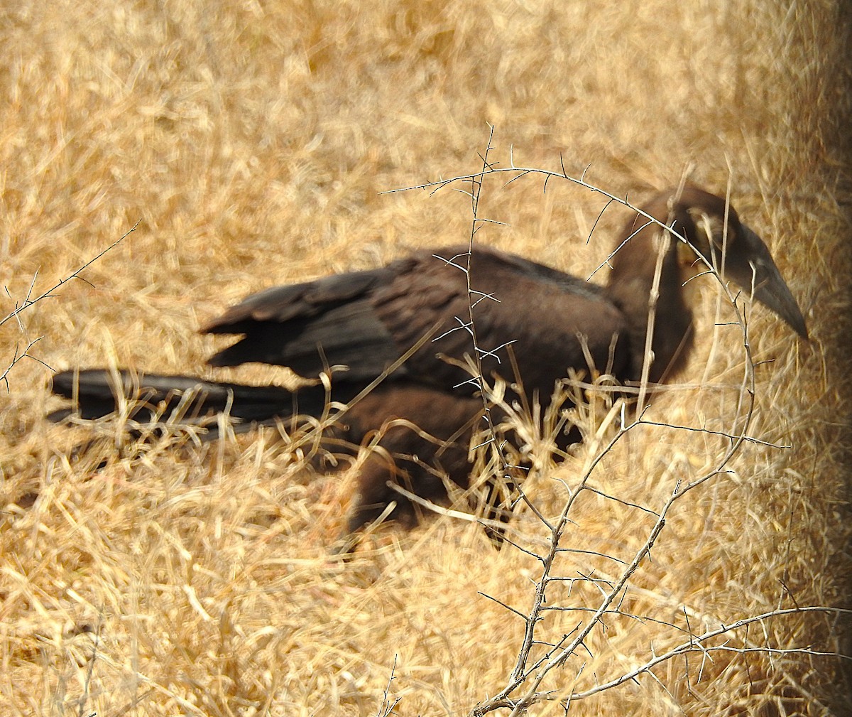 Southern Ground-Hornbill - ML642846277