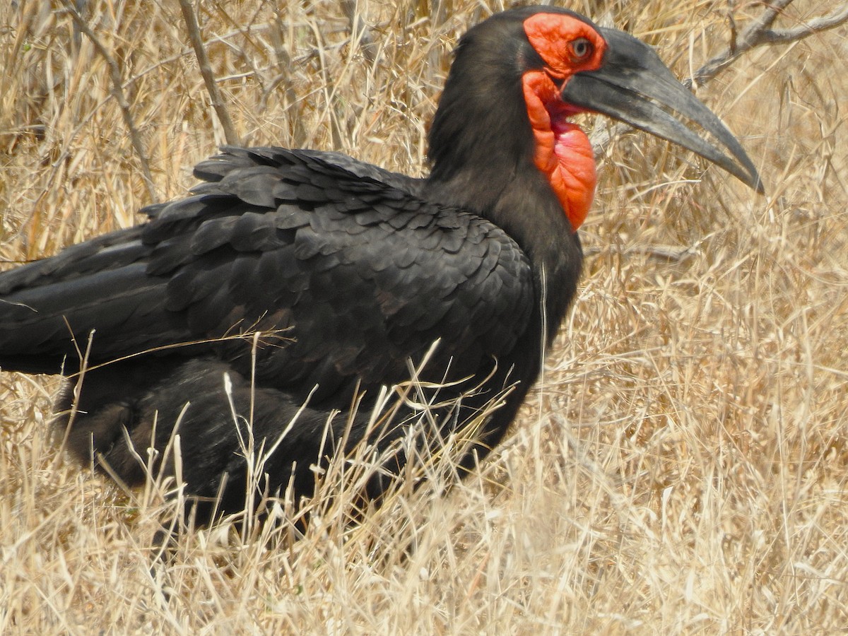 Southern Ground-Hornbill - ML642846278
