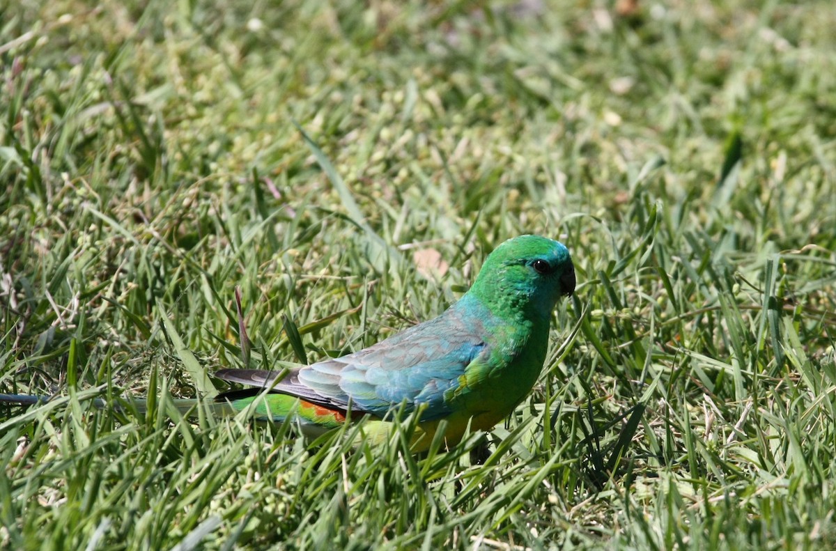 Red-rumped Parrot - ML642846280