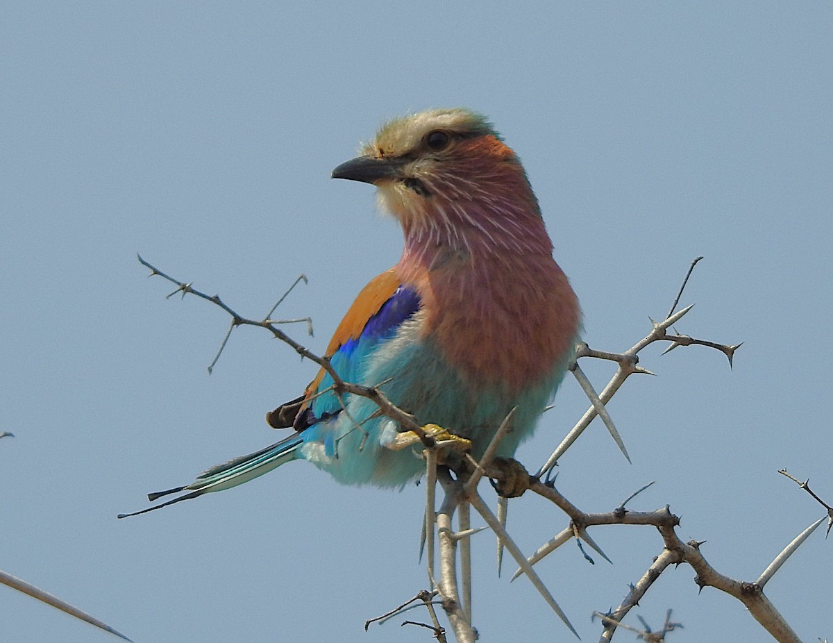 Lilac-breasted Roller - ML642846281