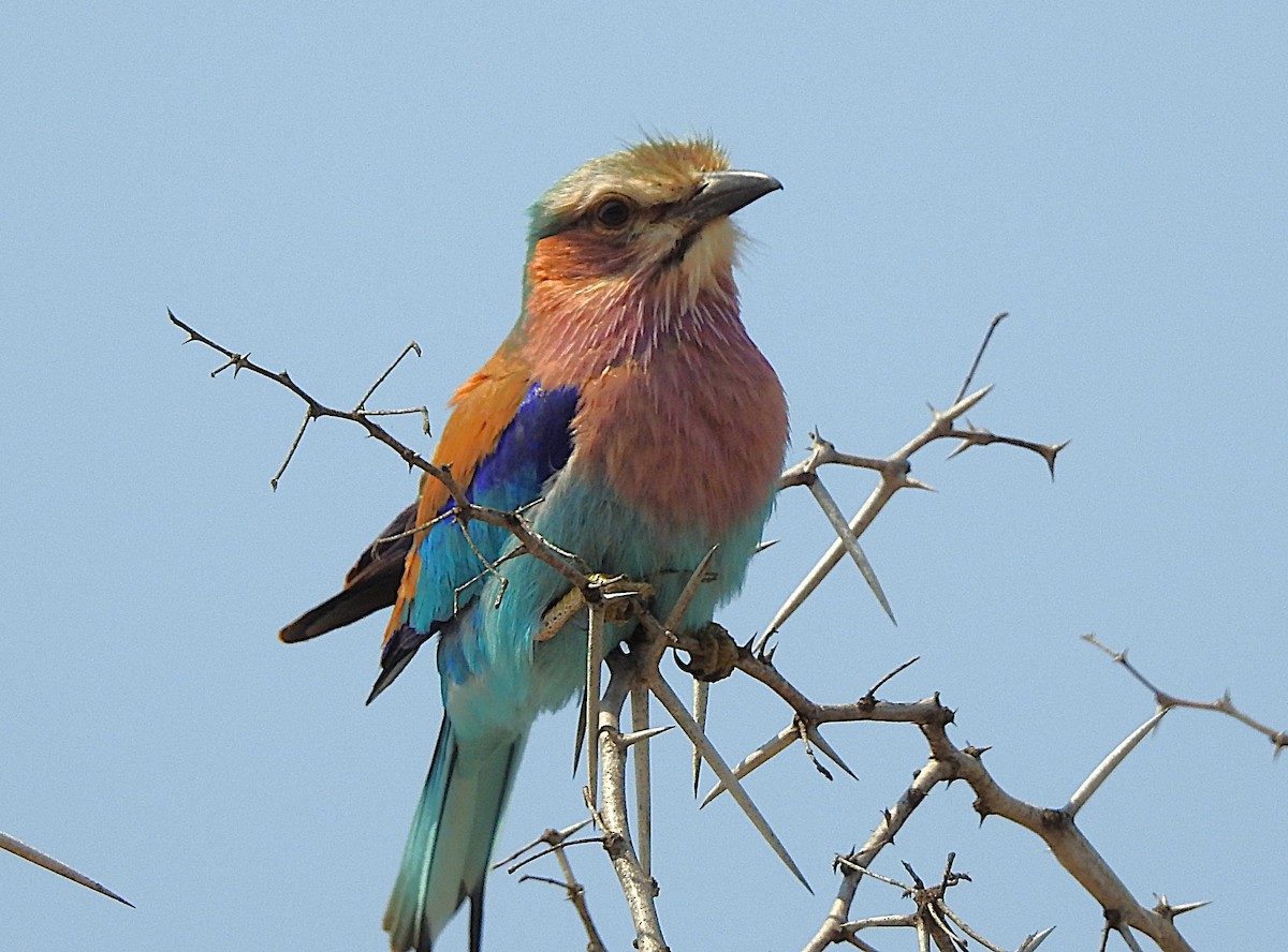 Lilac-breasted Roller - ML642846282