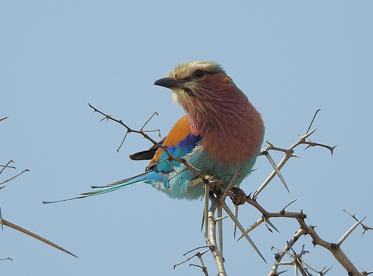 Lilac-breasted Roller - ML642846283