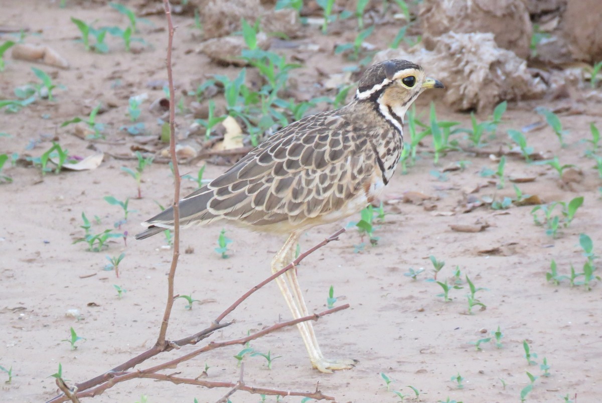 Three-banded Courser - ML642846286