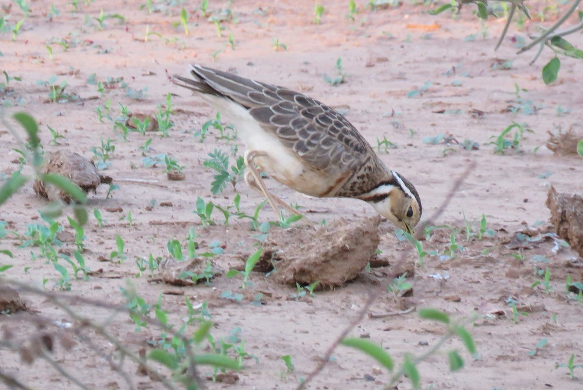 Three-banded Courser - ML642846287
