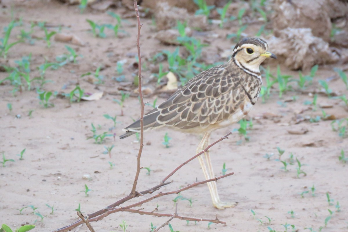 Three-banded Courser - ML642846288