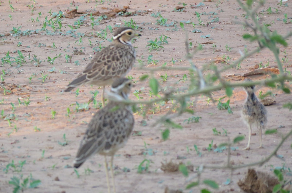 Three-banded Courser - ML642846289