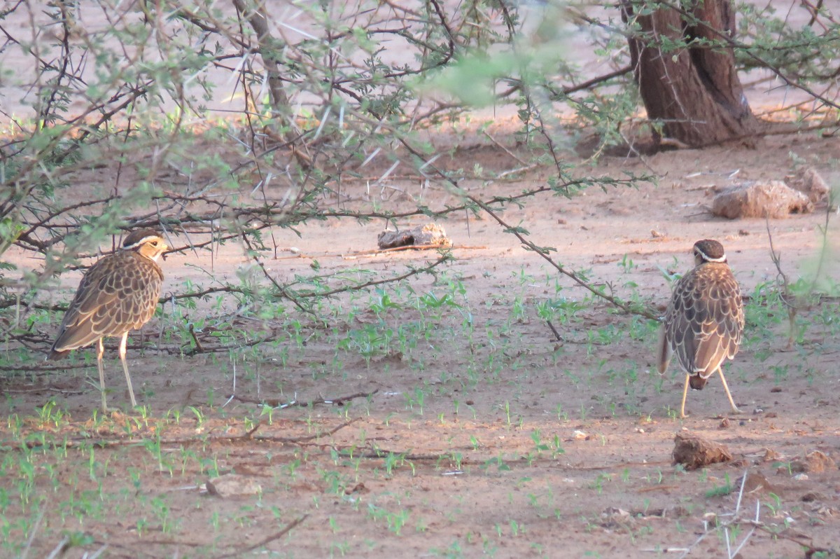 Three-banded Courser - ML642846290