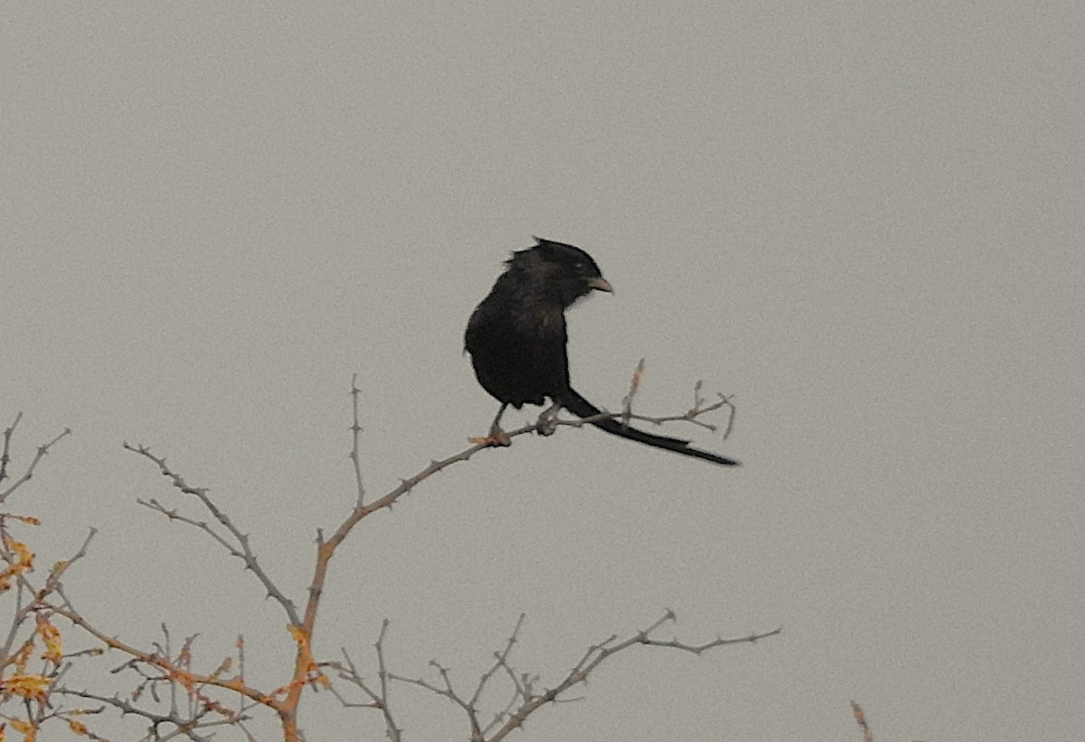 Magpie Shrike - ML642846291