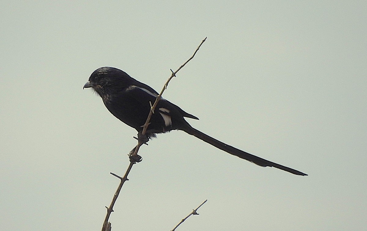 Magpie Shrike - ML642846292