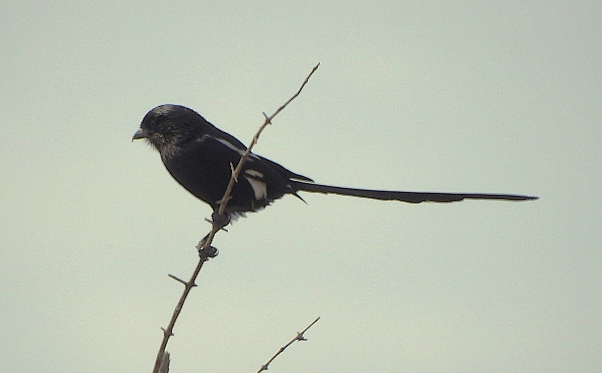 Magpie Shrike - ML642846293
