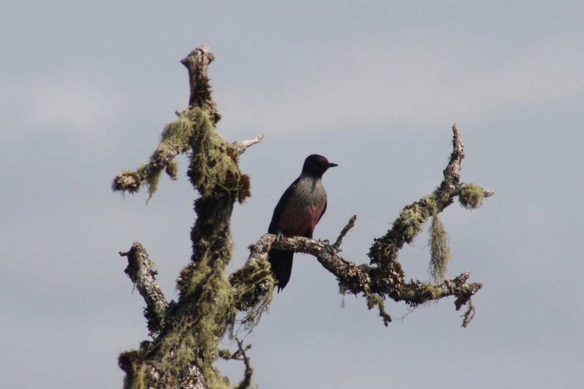 Lewis's Woodpecker - ML642846298