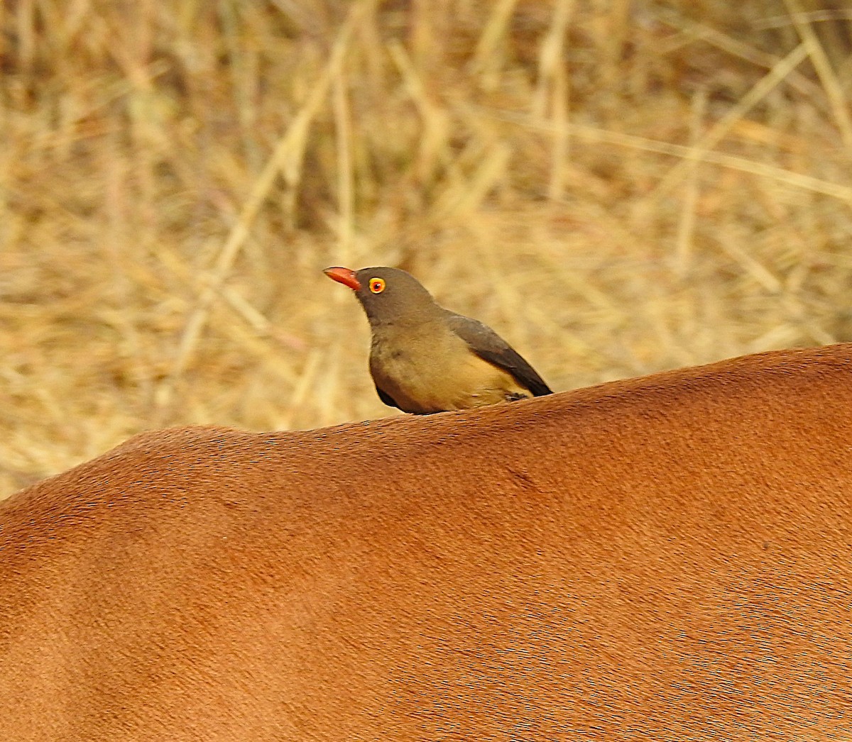 rødnebboksehakker - ML642846304